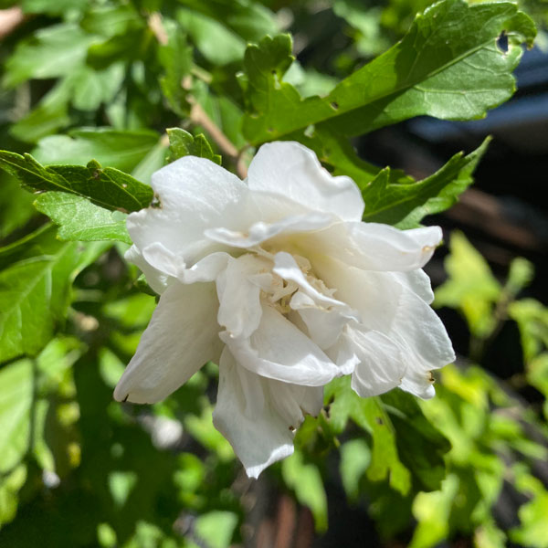 Hibiscus Syriacus Double White Barrangi   Hibiscus Syriacus Double White 1 